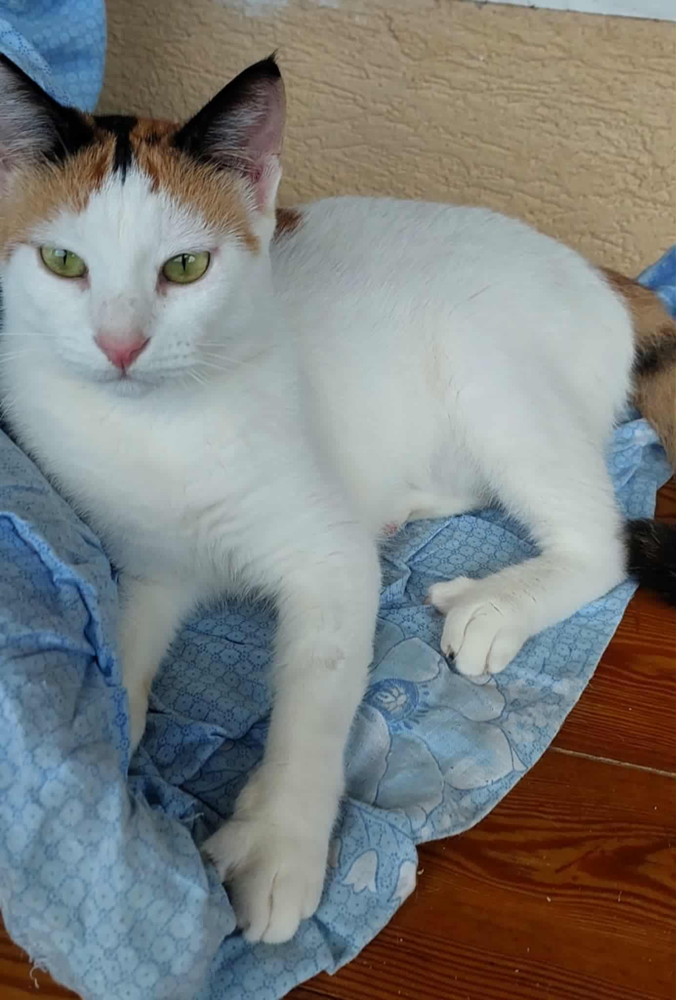 Rosaline- Nidhi, an adopted Turkish Van in Brampton, ON image 3/6