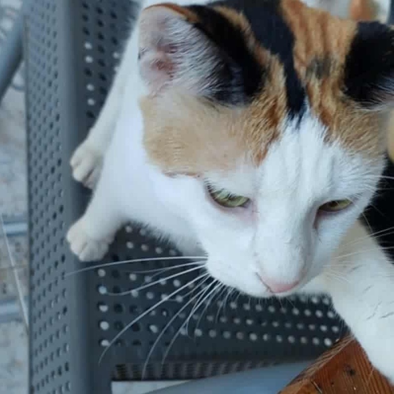 Rosaline- Nidhi, an adopted Turkish Van in Brampton, ON image 4/6