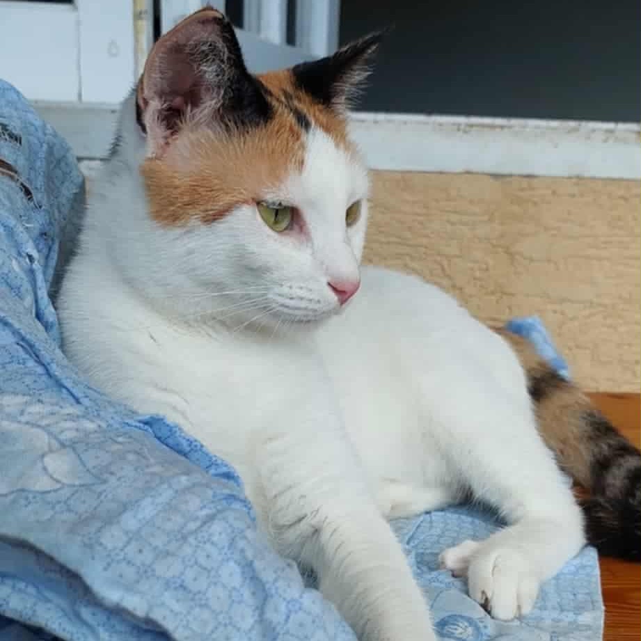 Rosaline- Nidhi, an adopted Turkish Van in Brampton, ON image 5/6