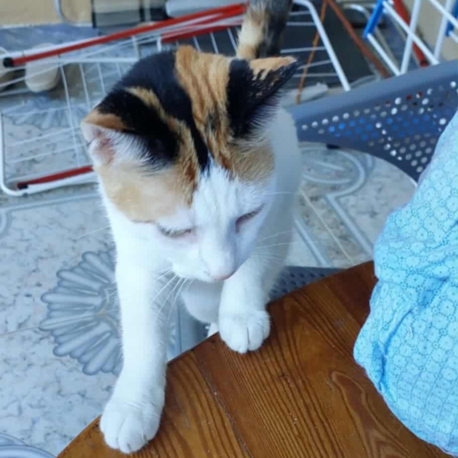 Rosaline- Nidhi, an adopted Turkish Van in Brampton, ON image 6/6