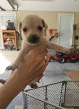 Luna Aka Butterscotch