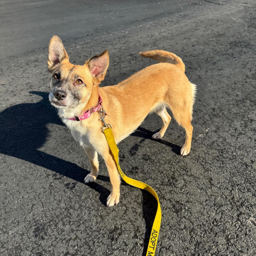 Daisy C, Adoptable, Adult Female Chihuahua & Shepherd.