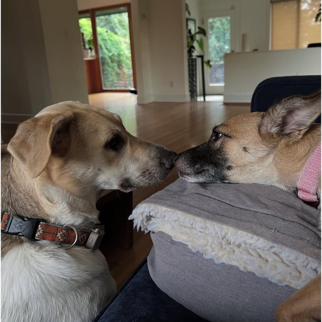 Daisy C, Adoptable, Adult Female Chihuahua & Shepherd.