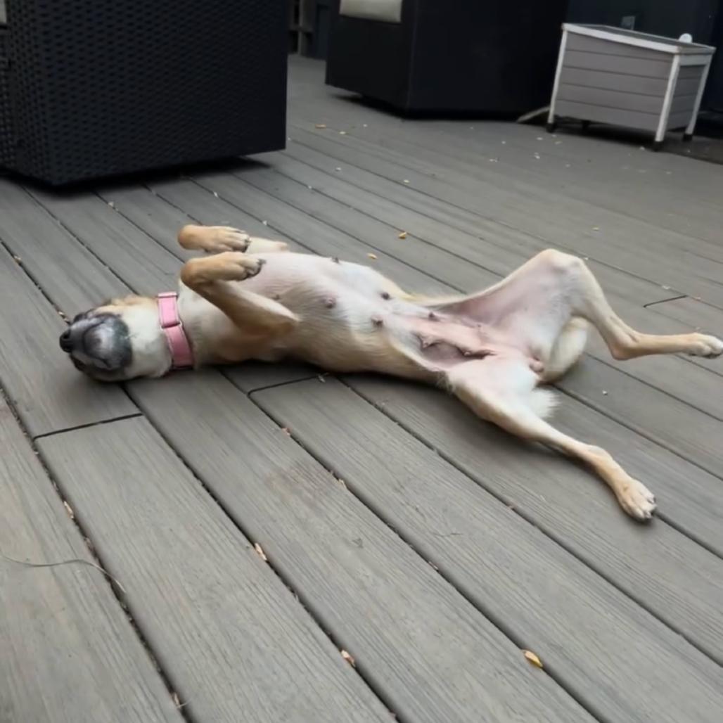 Daisy C, a Adoptable mixed breed in Newberg, OR image 2/6