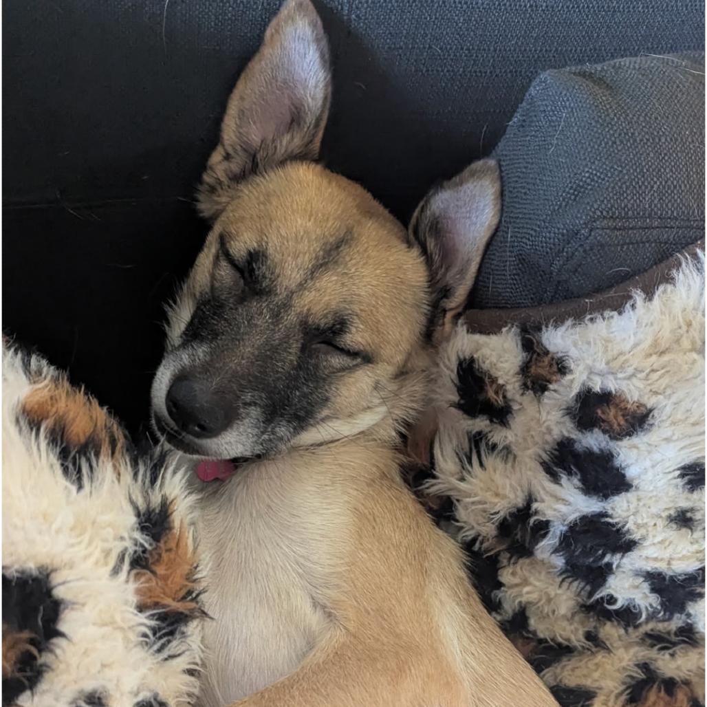 Daisy C, a Adoptable mixed breed in Newberg, OR image 5/6