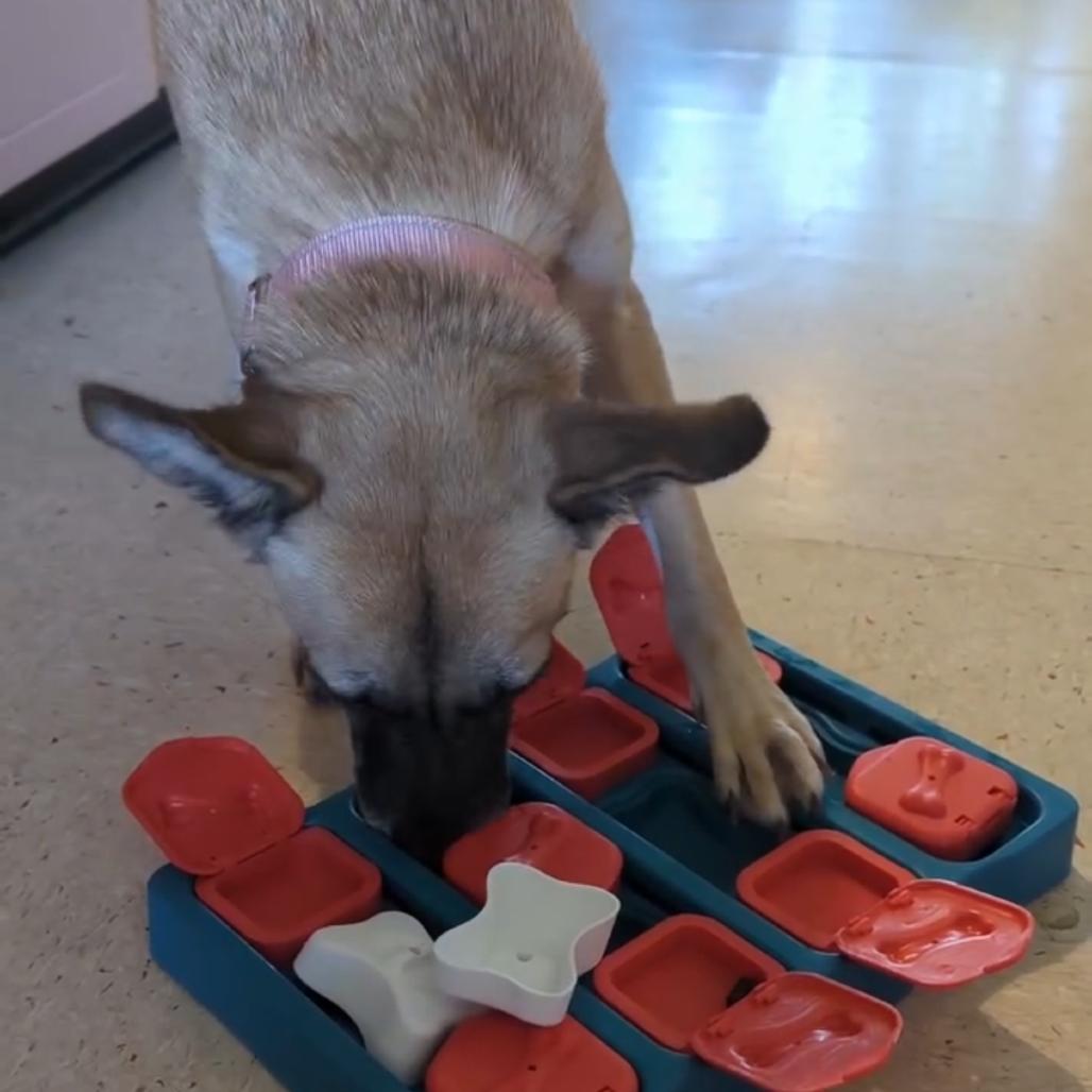 Daisy C, a Adoptable mixed breed in Newberg, OR image 6/6