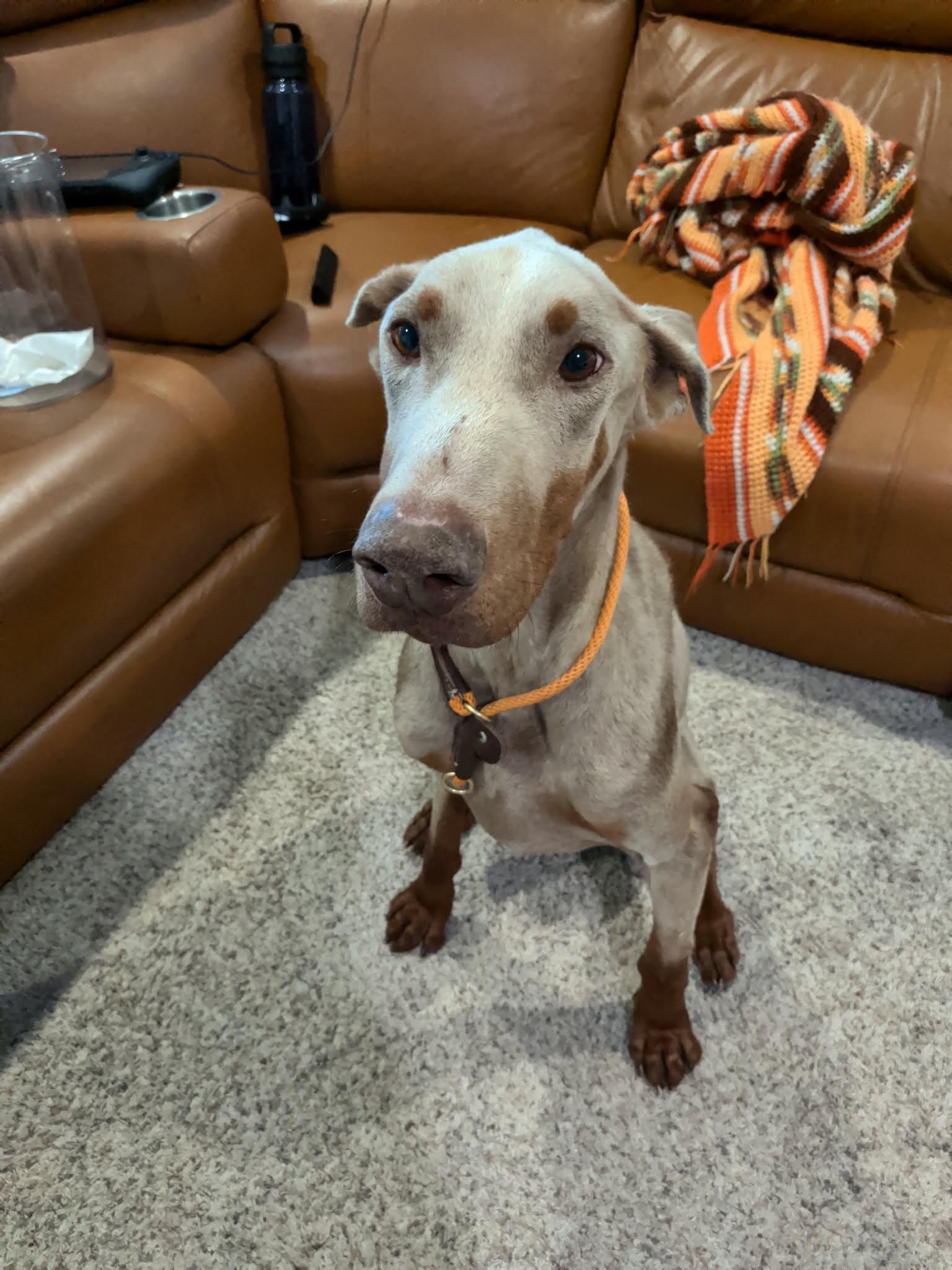 Garlic, a Adopted Doberman Pinscher in Denver, CO image 1/4