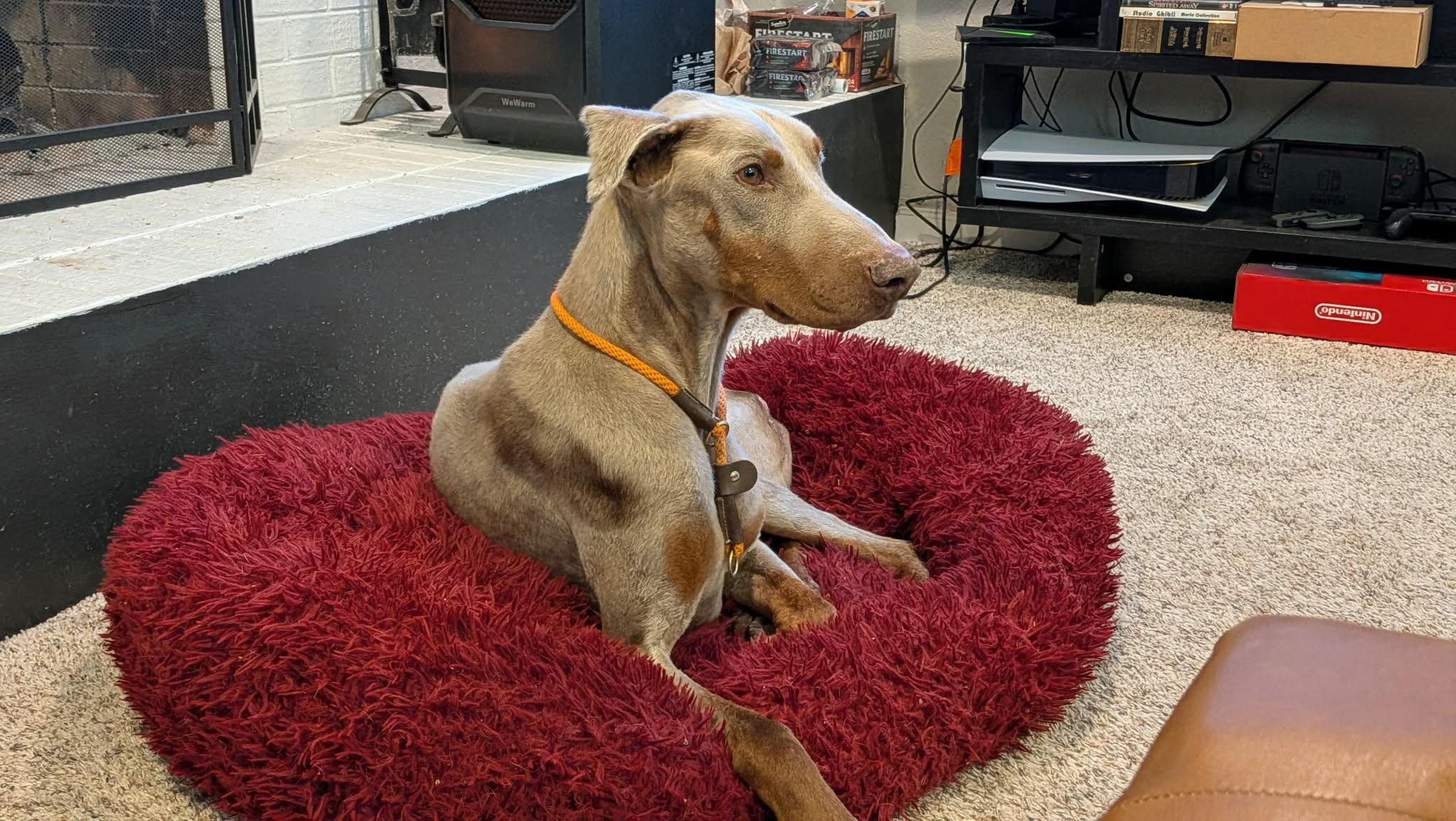 Garlic, a Adopted Doberman Pinscher in Denver, CO image 2/4