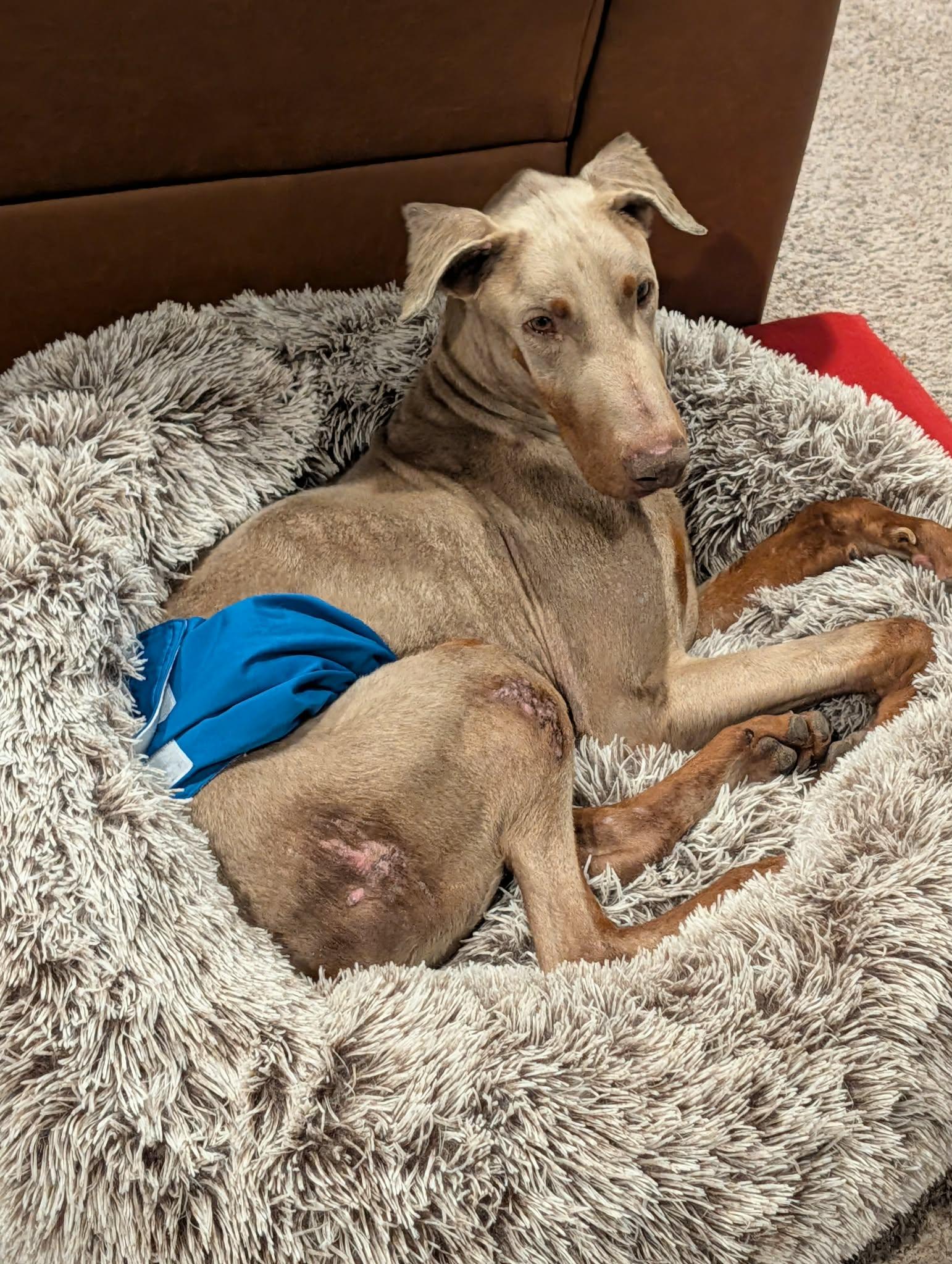 Garlic, a Adopted Doberman Pinscher in Denver, CO image 4/4