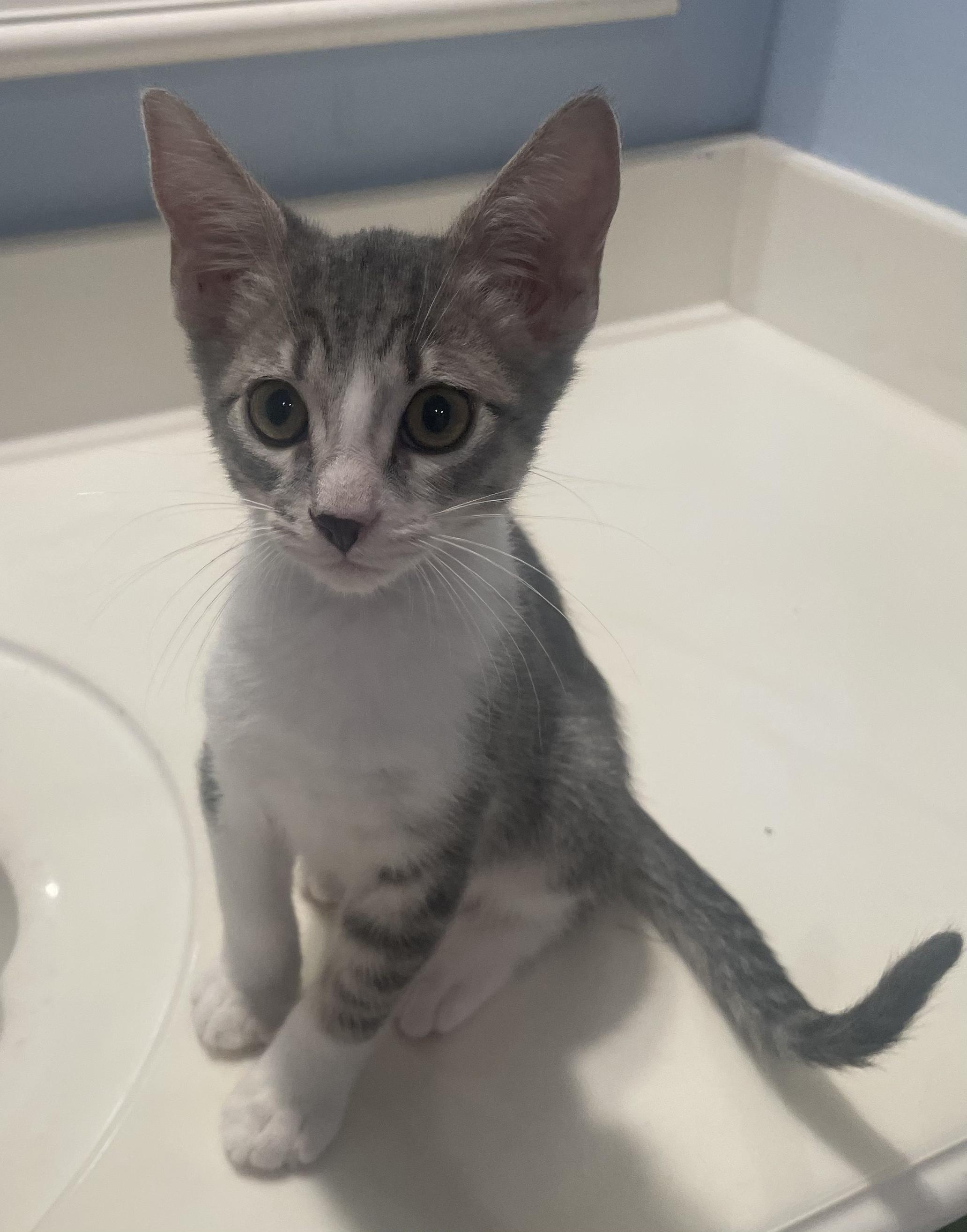 Oakley-Portofino PetSmart