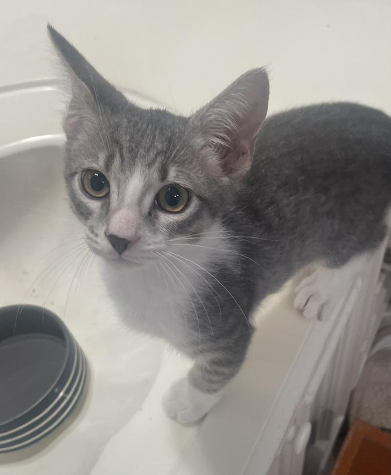 Oakley-Portofino PetSmart