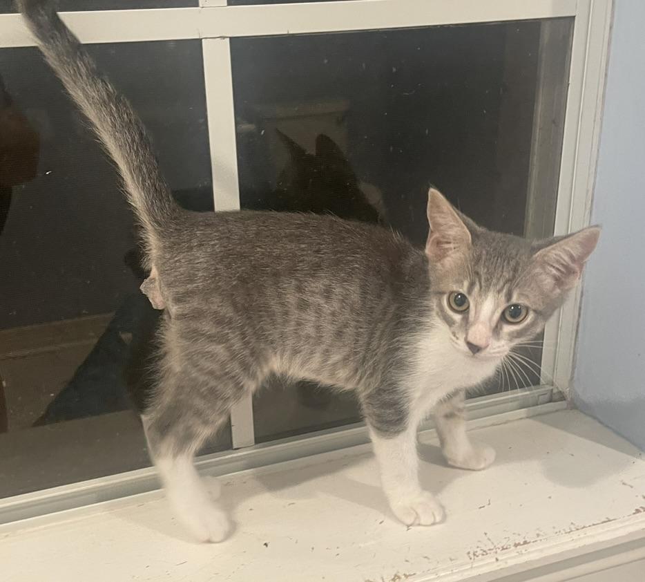 Oakley-Portofino PetSmart