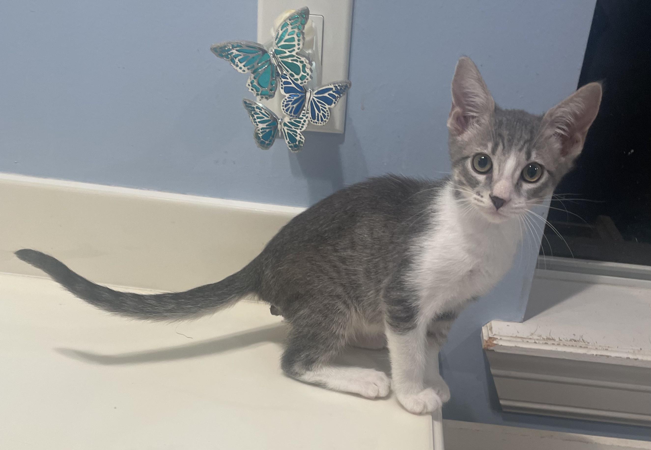 Oakley-Portofino PetSmart