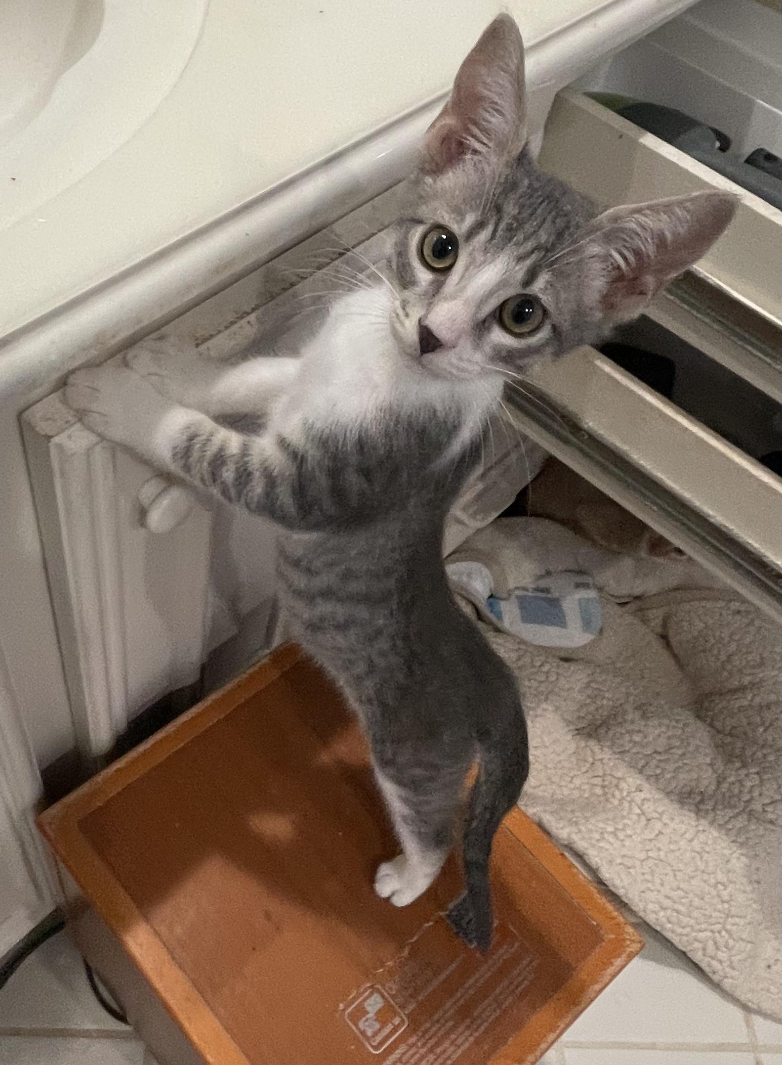 Oakley-Portofino PetSmart