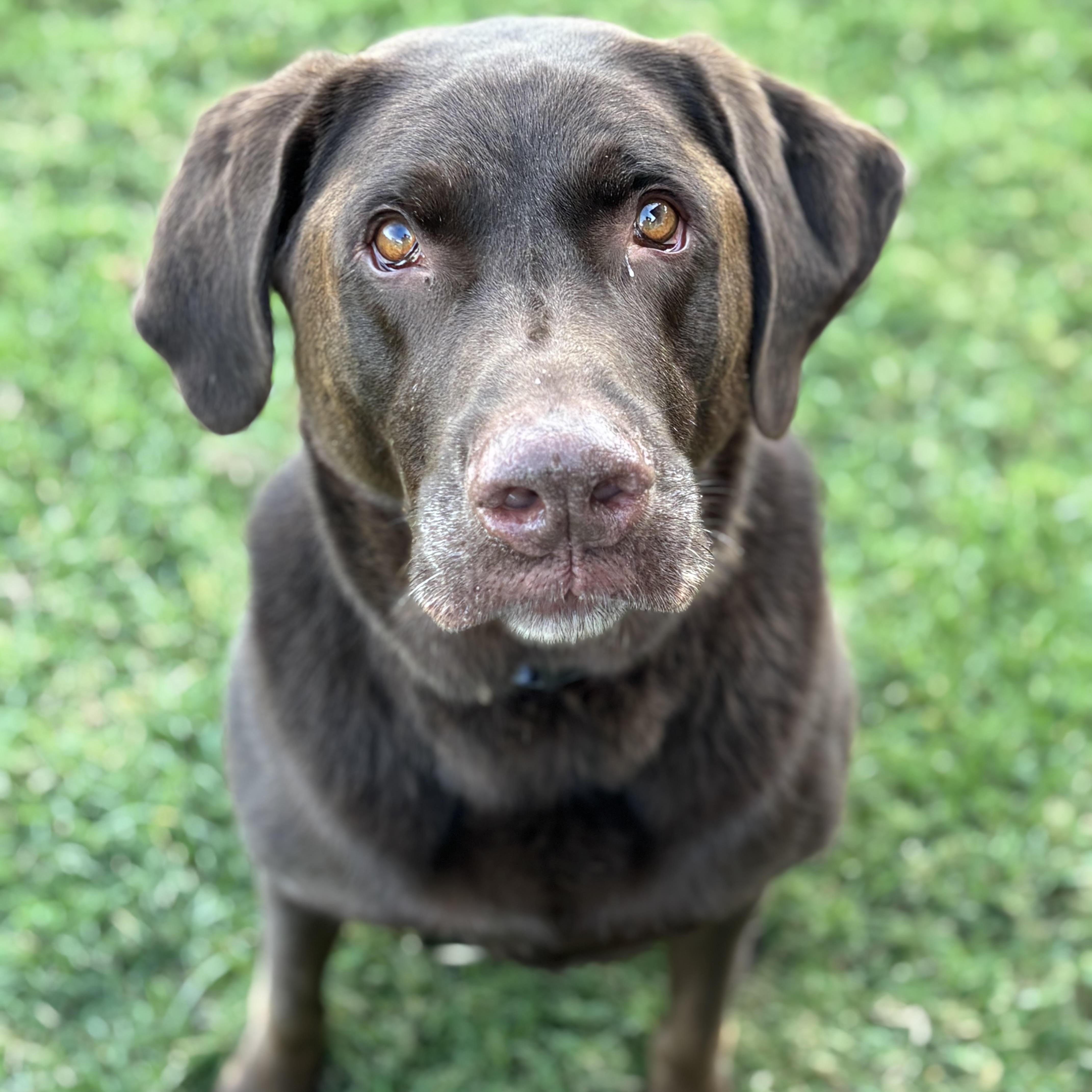 Enlarge Blue, a Adoptable mixed breed in Springfield, MO image 2/4