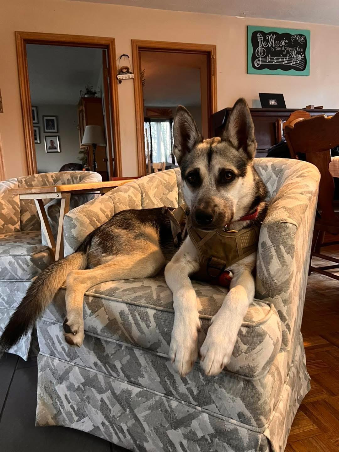 Kemp, ADOPTABLE, Young Male Husky & Shepherd.