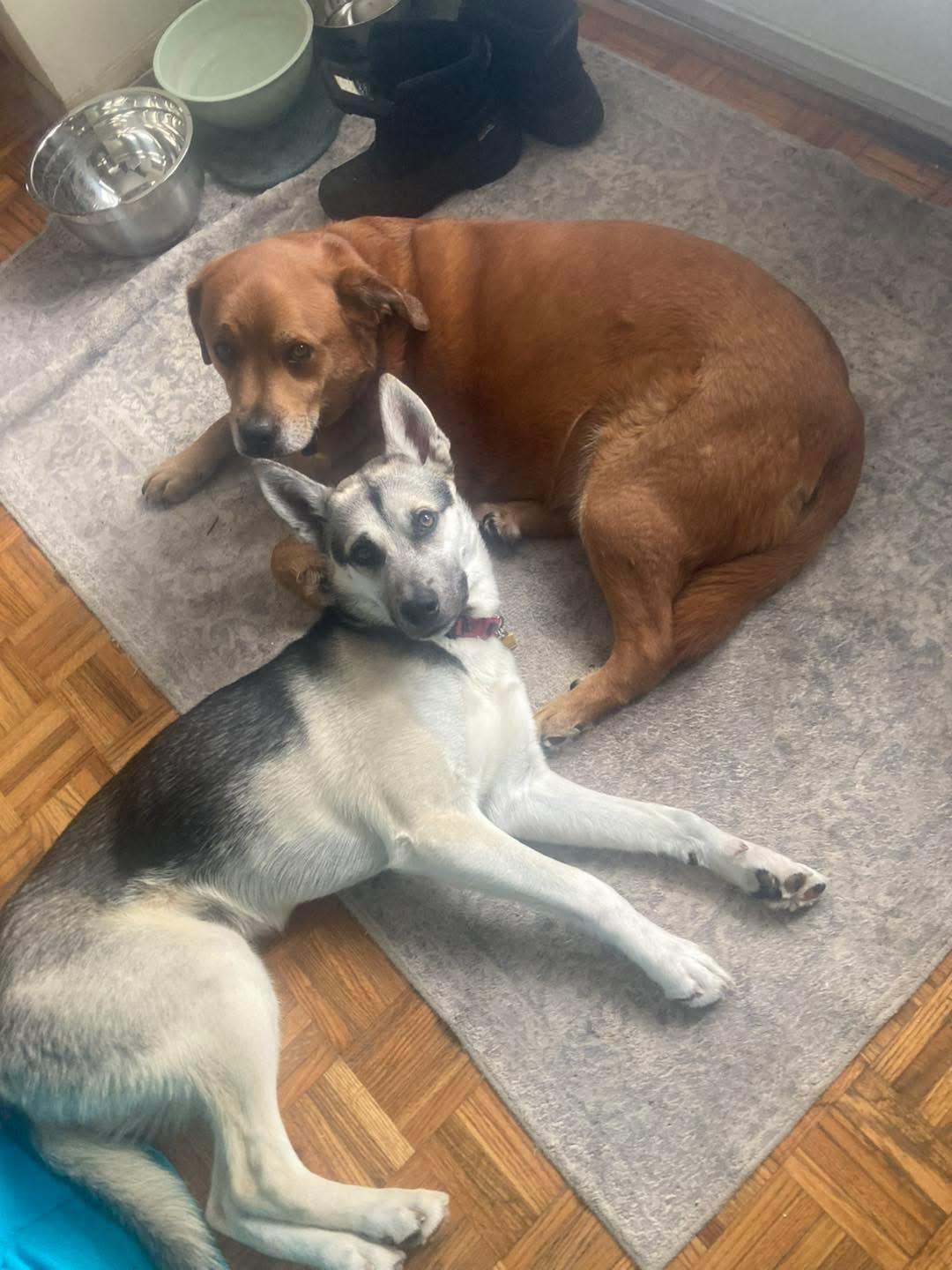 Enlarge Kemp, a ADOPTABLE mixed breed in Rockwood, ON image 4/5