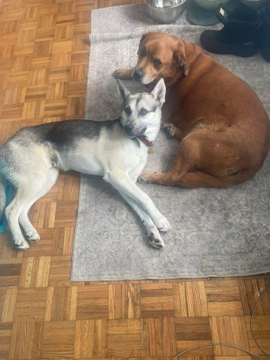 Enlarge Kemp, a ADOPTABLE mixed breed in Rockwood, ON image 2/5