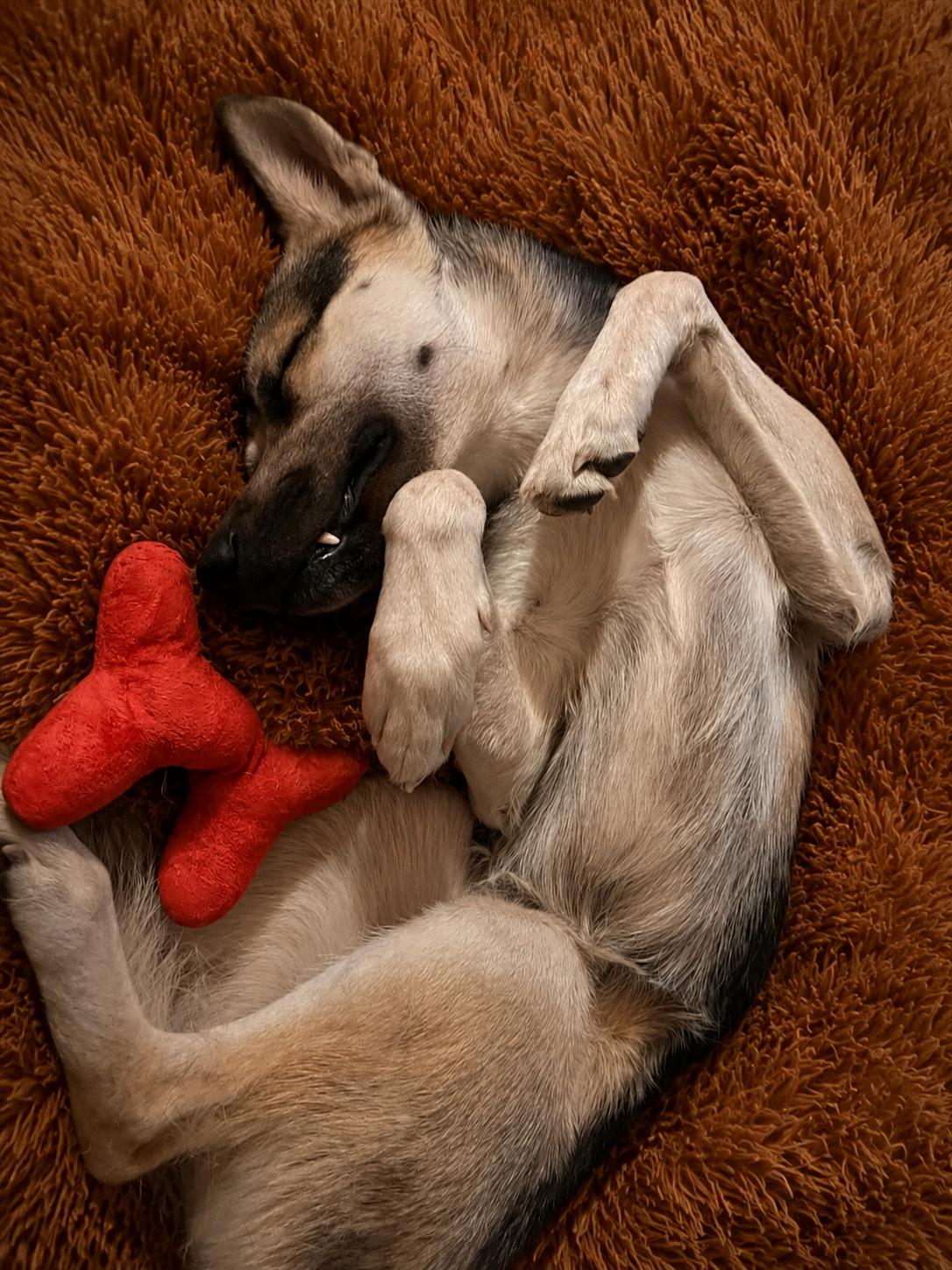 Kemp, ADOPTABLE, Young Male Husky & Shepherd.