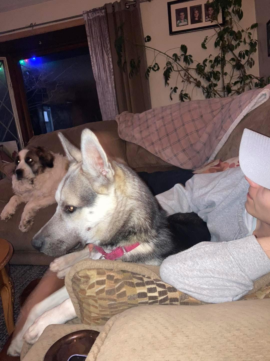 Enlarge Kemp, a ADOPTABLE mixed breed in Rockwood, ON image 3/5