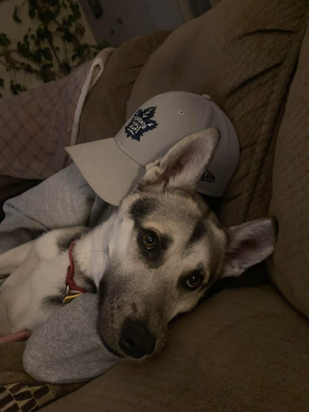 Enlarge Kemp, a ADOPTABLE mixed breed in Rockwood, ON image 5/5