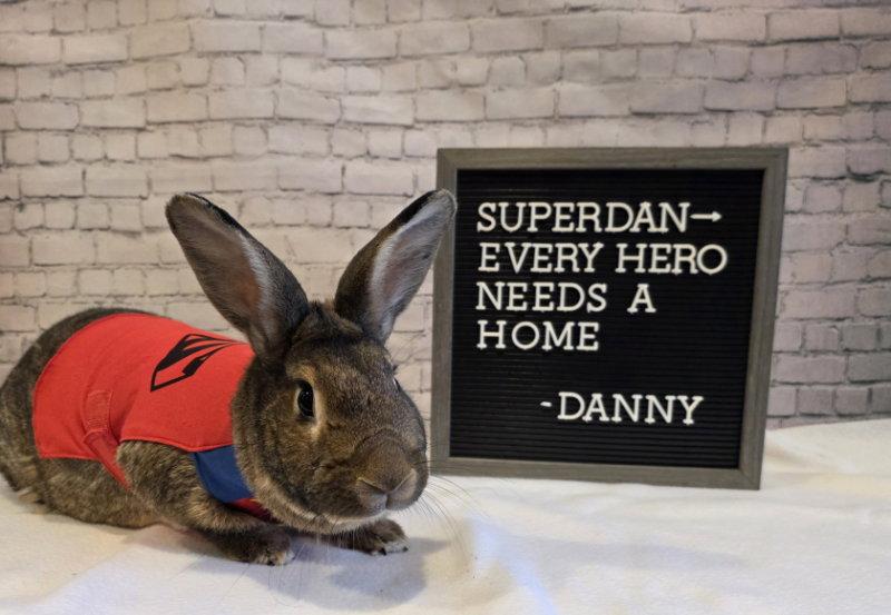 Danny, Adoptable, Adult Male New Zealand.
