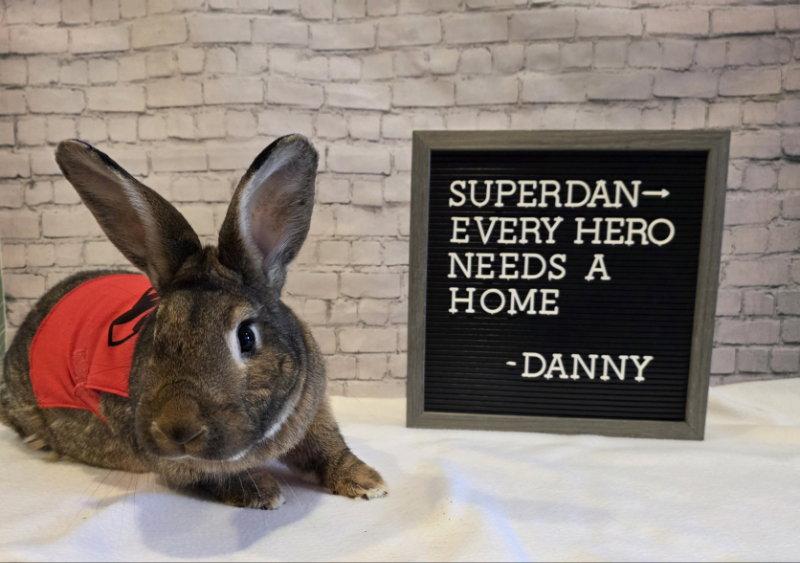 Enlarge Danny, a Adoptable New Zealand in Columbus, OH image 2/3