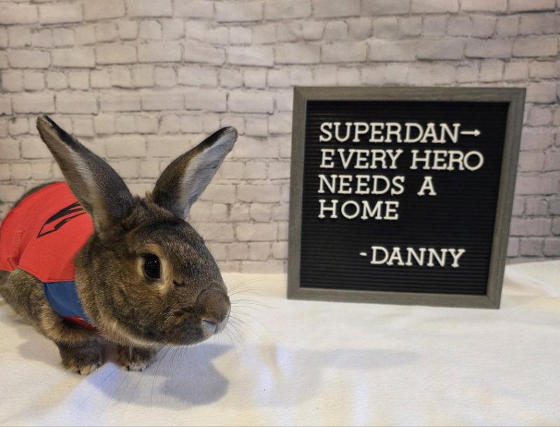 Enlarge Danny, a Adoptable New Zealand in Columbus, OH image 3/3