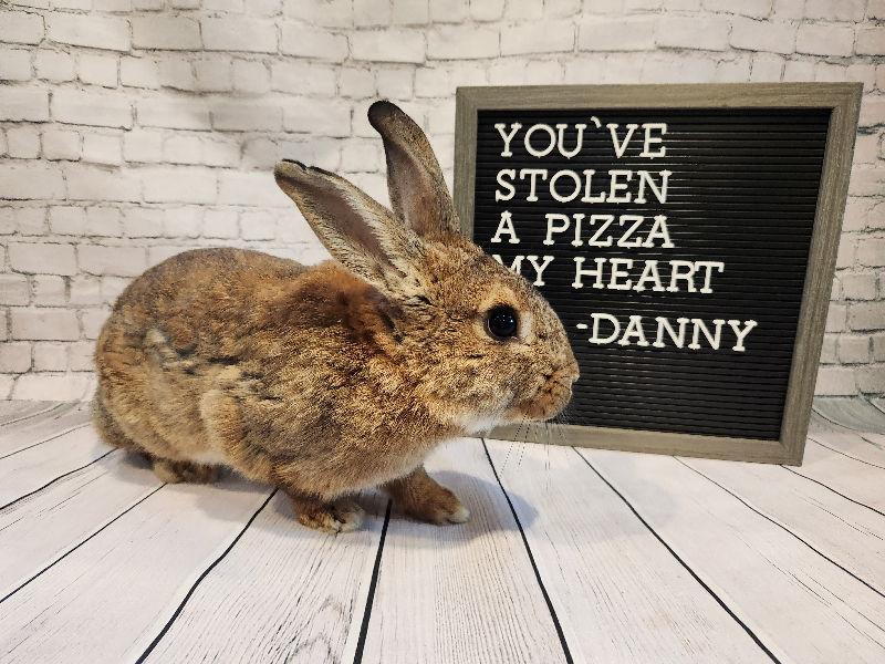 Enlarge Danny, a Adoptable New Zealand in Columbus, OH image 1/3