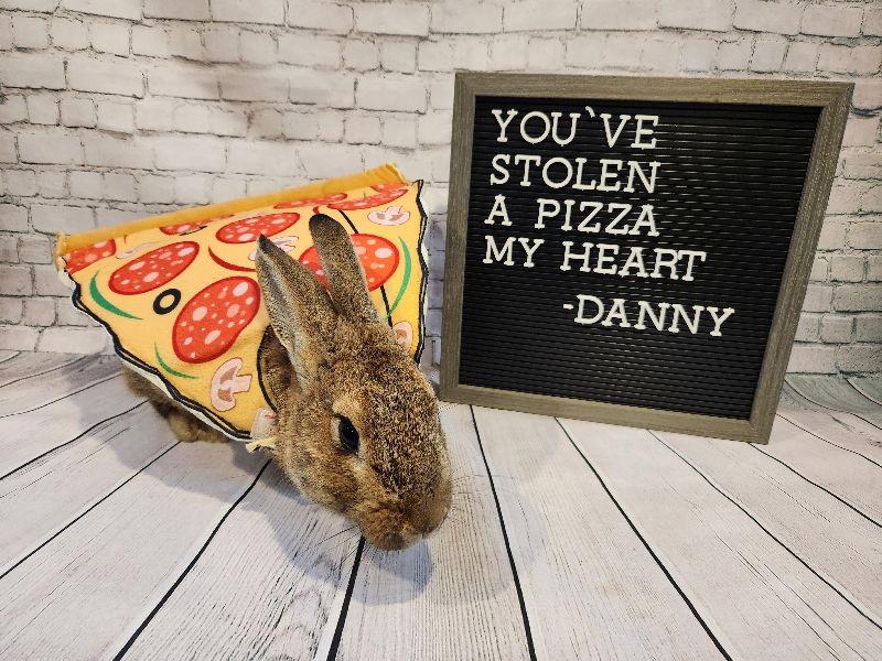 Enlarge Danny, a Adoptable New Zealand in Columbus, OH image 2/3