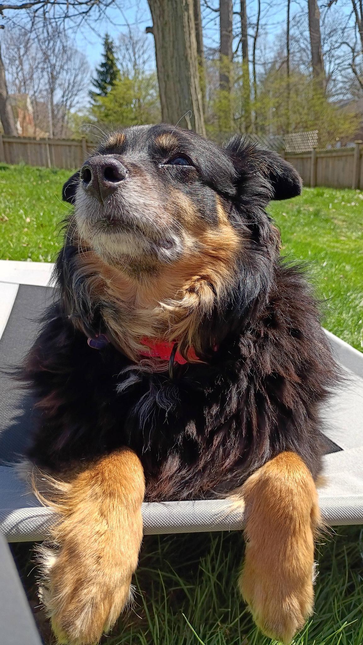 Enlarge Rizzo, a ADOPTABLE Australian Shepherd in Grafton, OH image 4/4