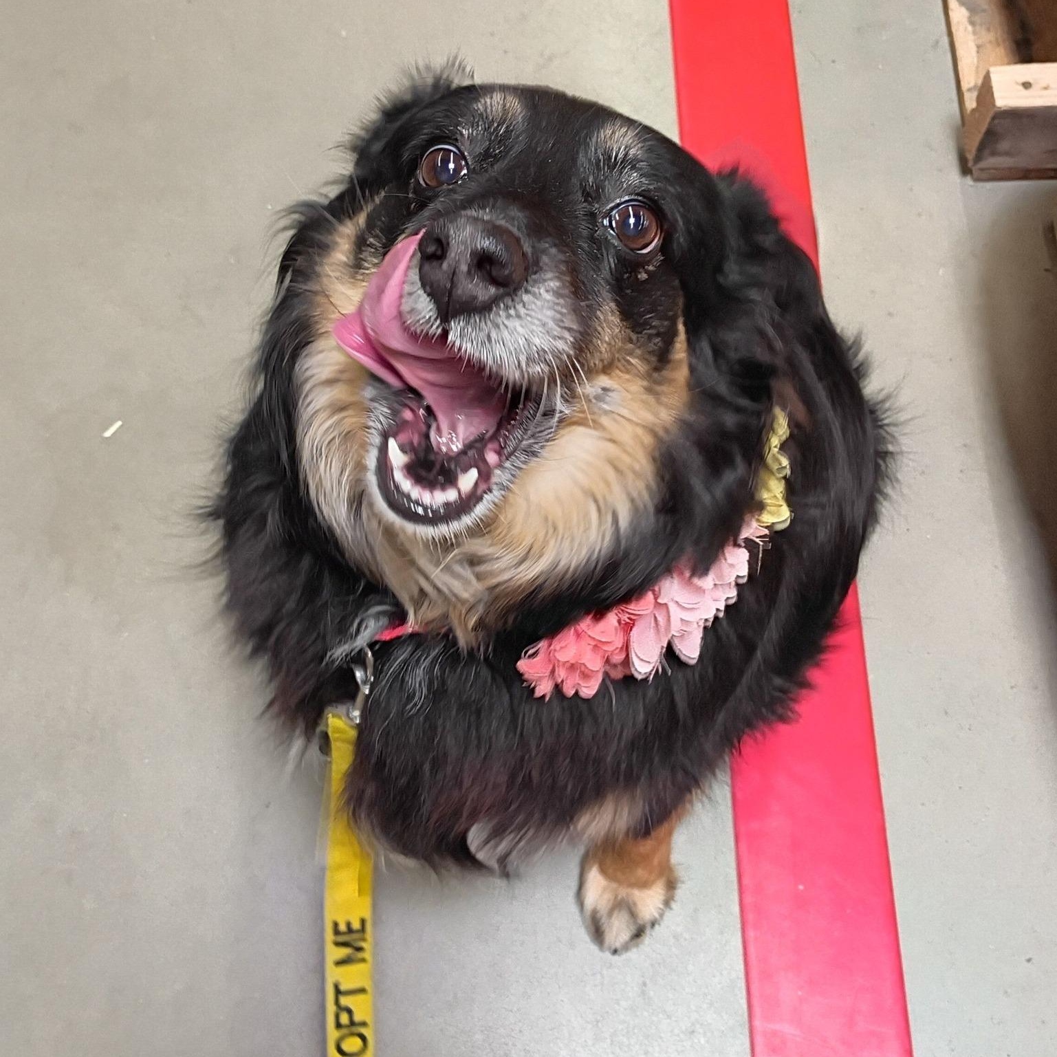 Enlarge Rizzo, a ADOPTABLE Australian Shepherd in Grafton, OH image 3/4
