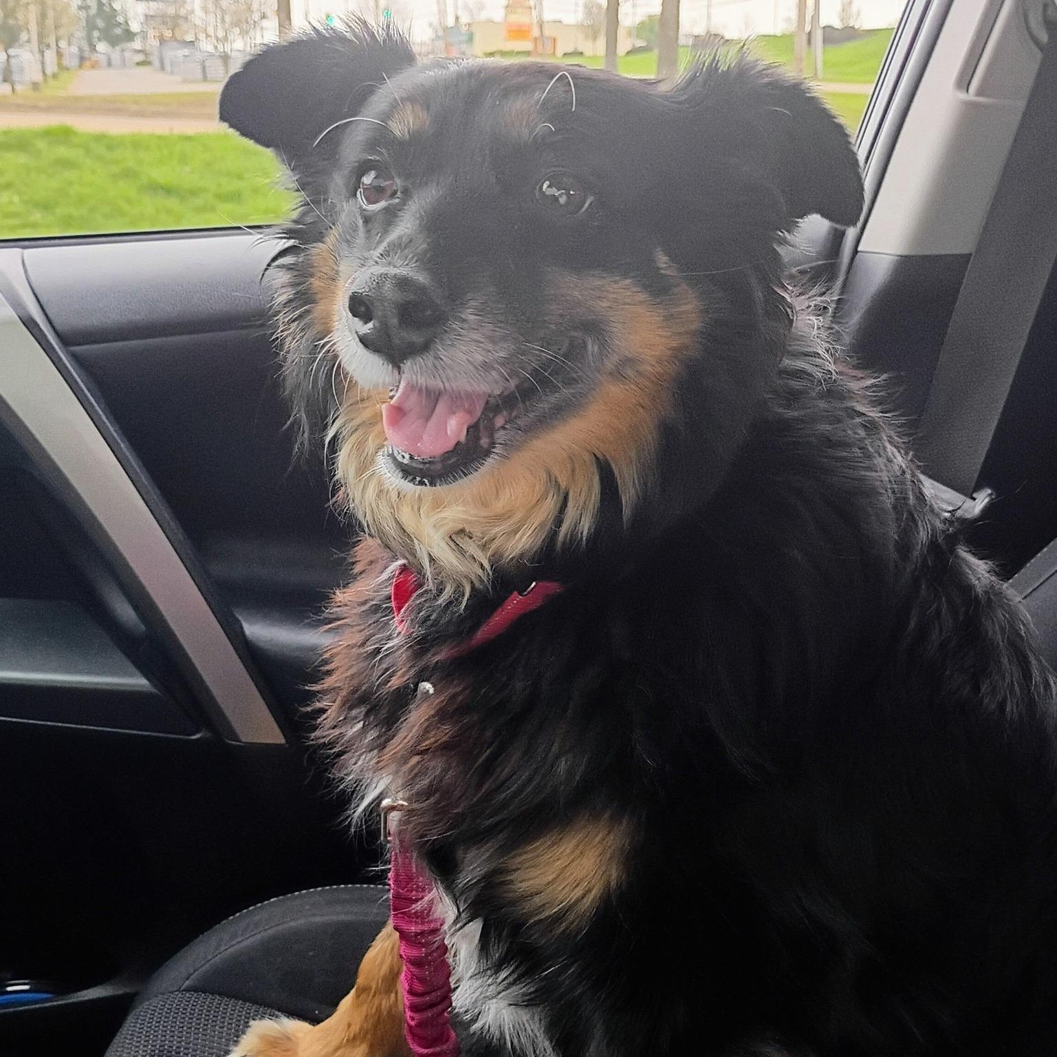 Enlarge Rizzo, a ADOPTABLE Australian Shepherd in Grafton, OH image 2/4