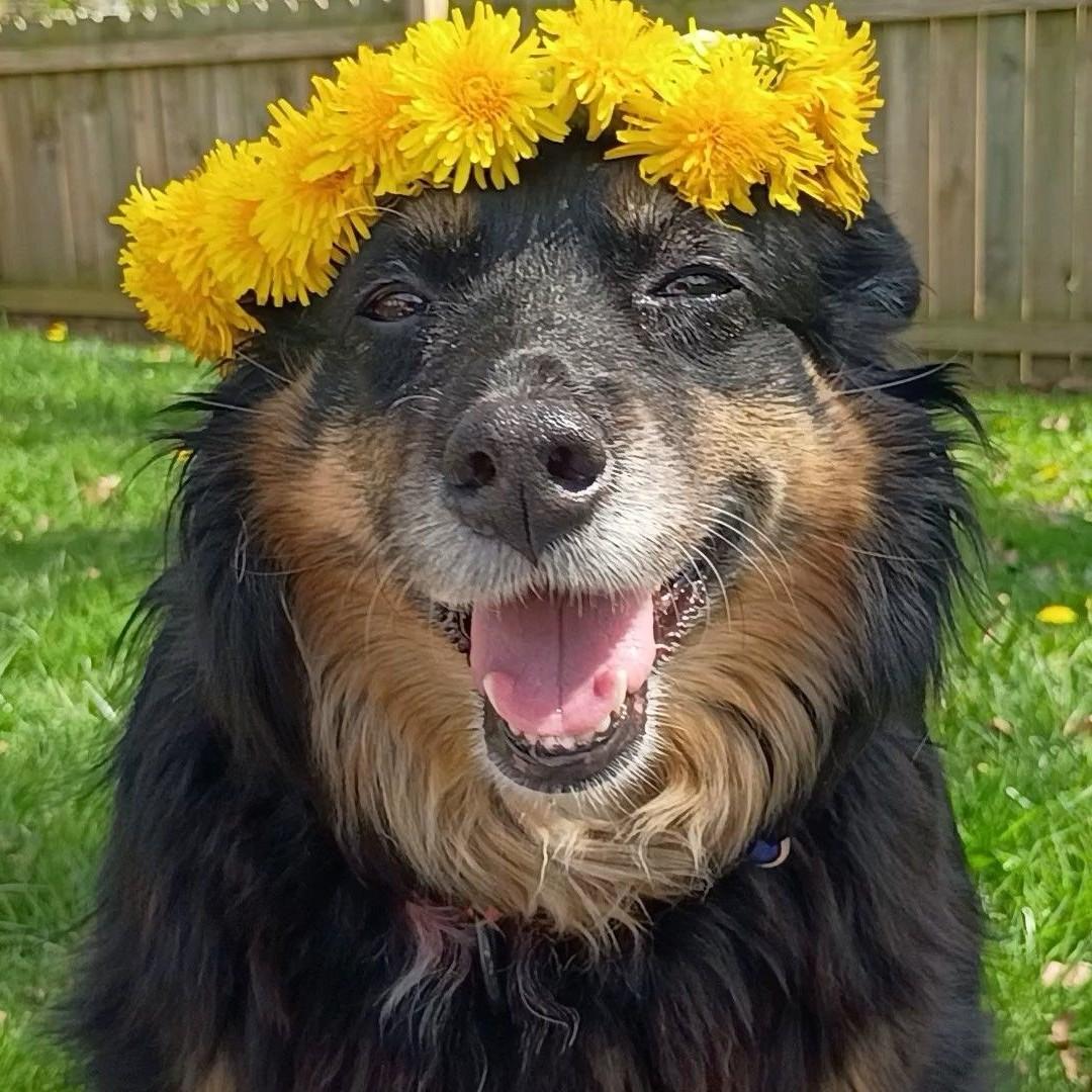 Rizzo, ADOPTABLE, Adult Female Australian Shepherd.