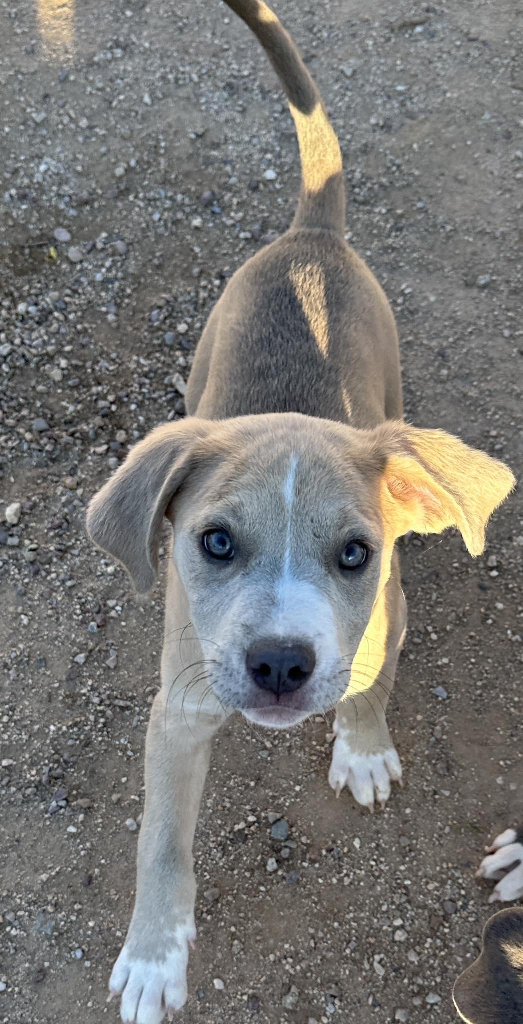 Topanga, ADOPTABLE, Puppy Female Pit Bull Terrier.