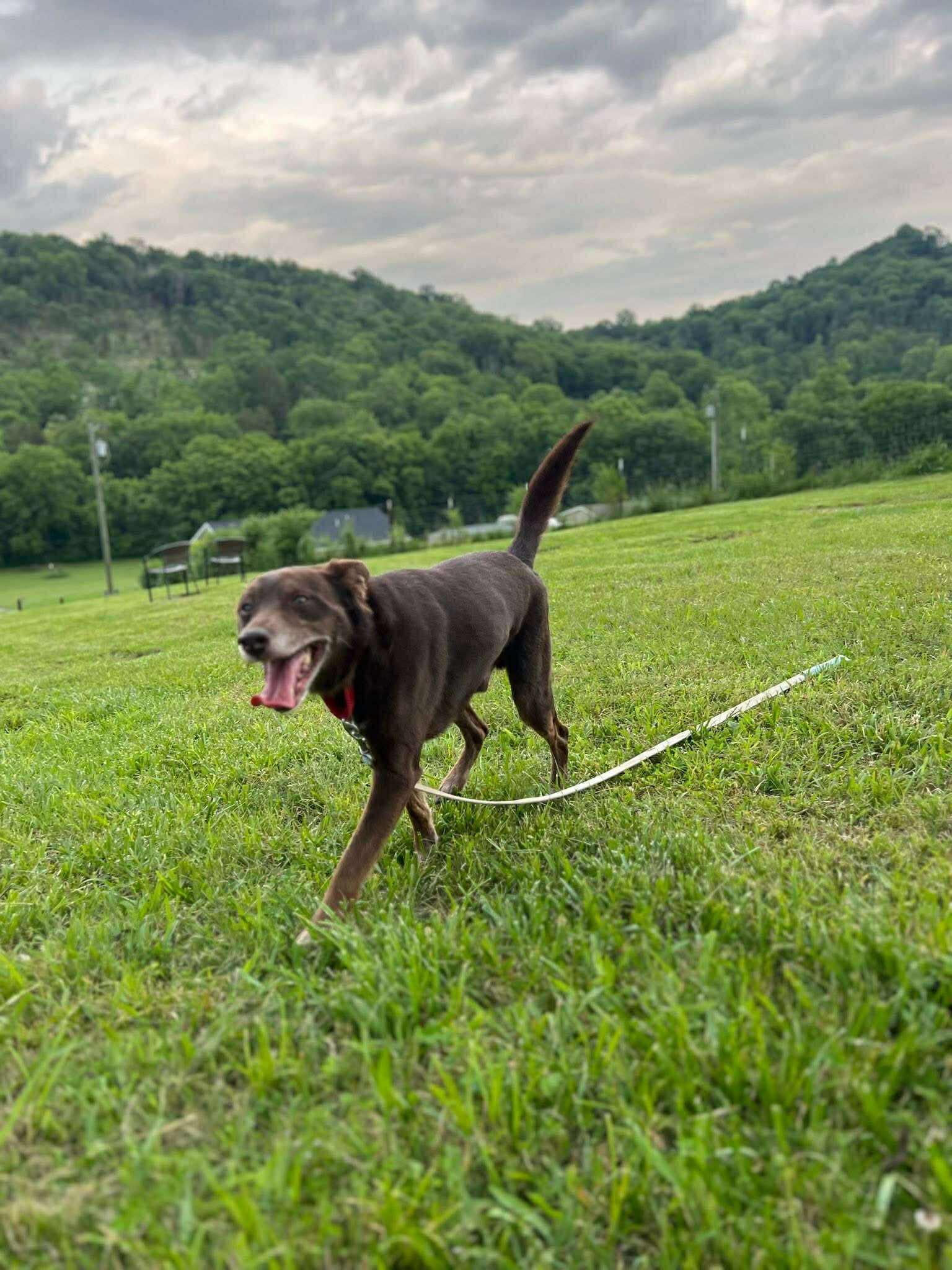 Enlarge Charlie Brown, a Adoptable mixed breed in Charlotte, NC image 5/6