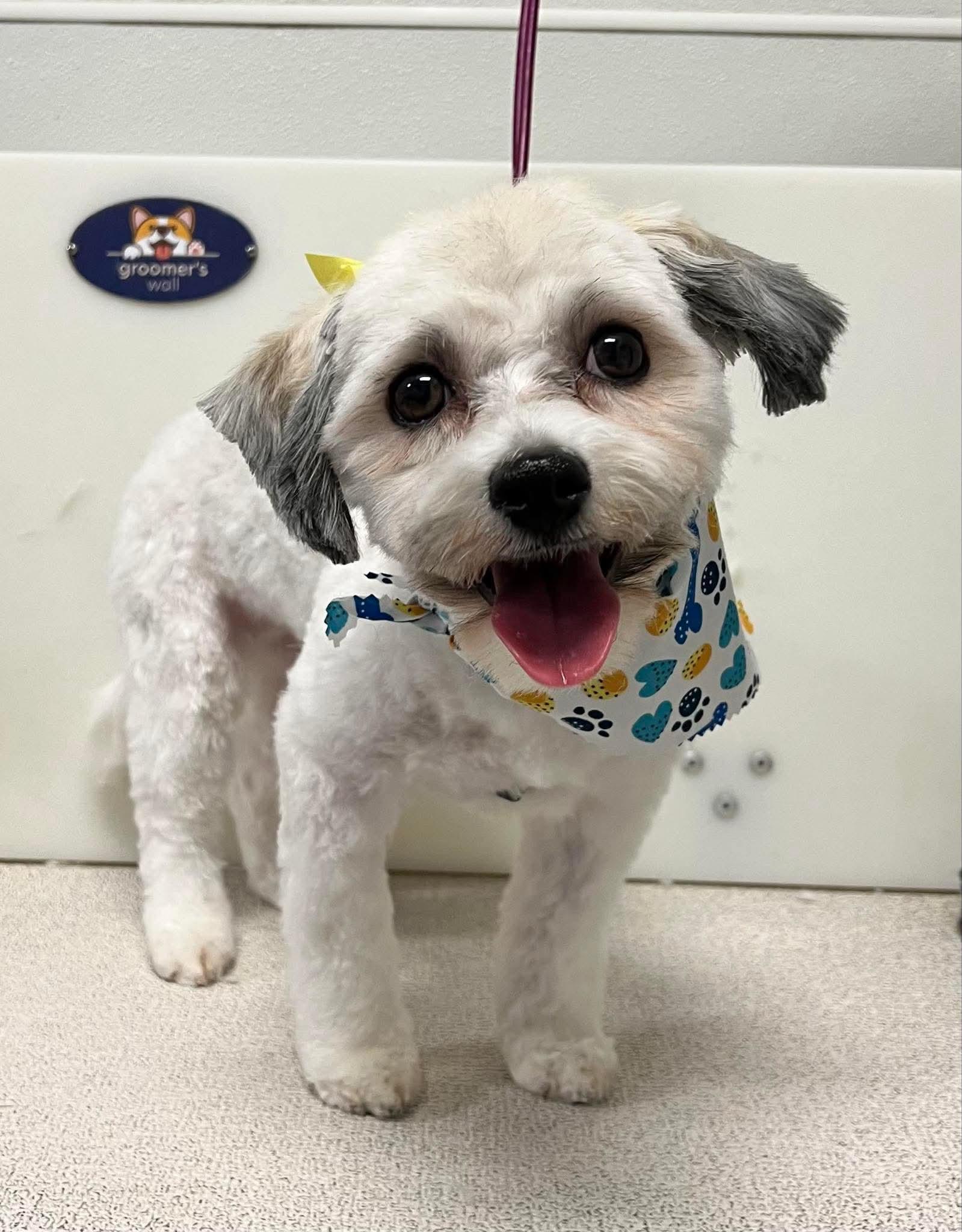 Camila (Cami), Adoptable, Young Female Havanese.