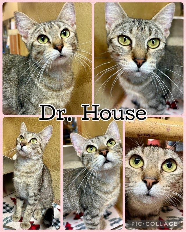 Enlarge DR HOUSE, a Adoptable Tabby in Lawton, OK image 1/1