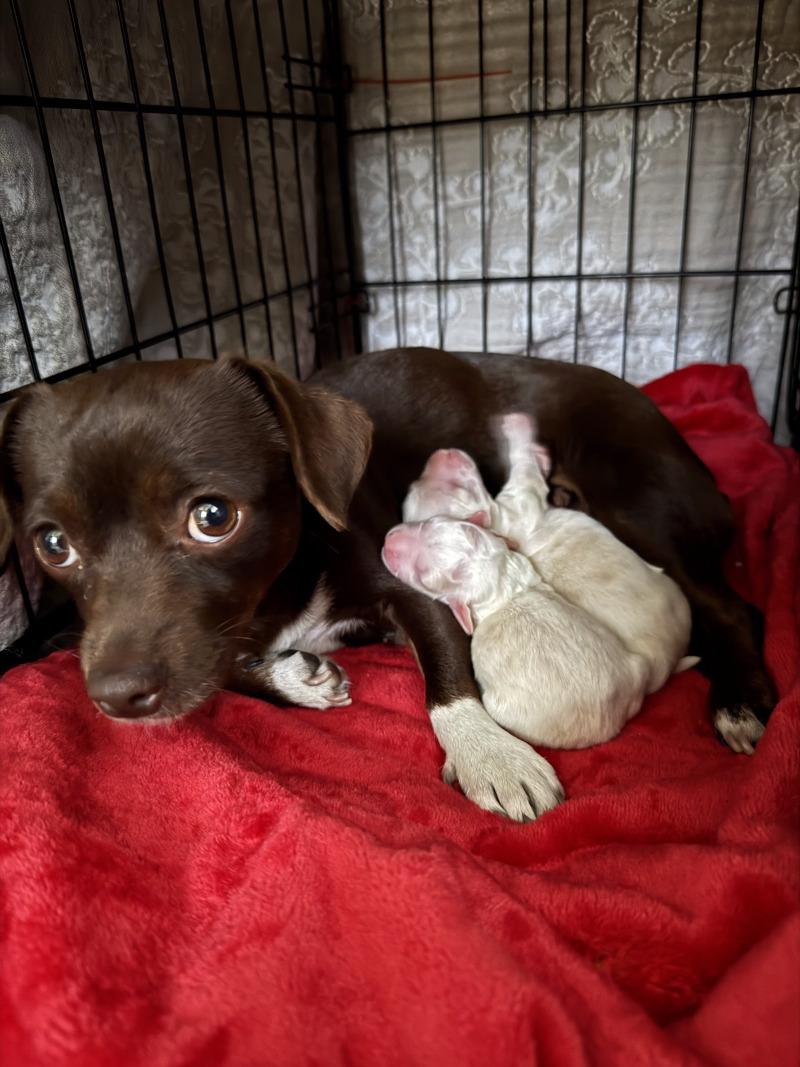 Maddie, Adoptable, Adult Female Chihuahua & Dachshund.
