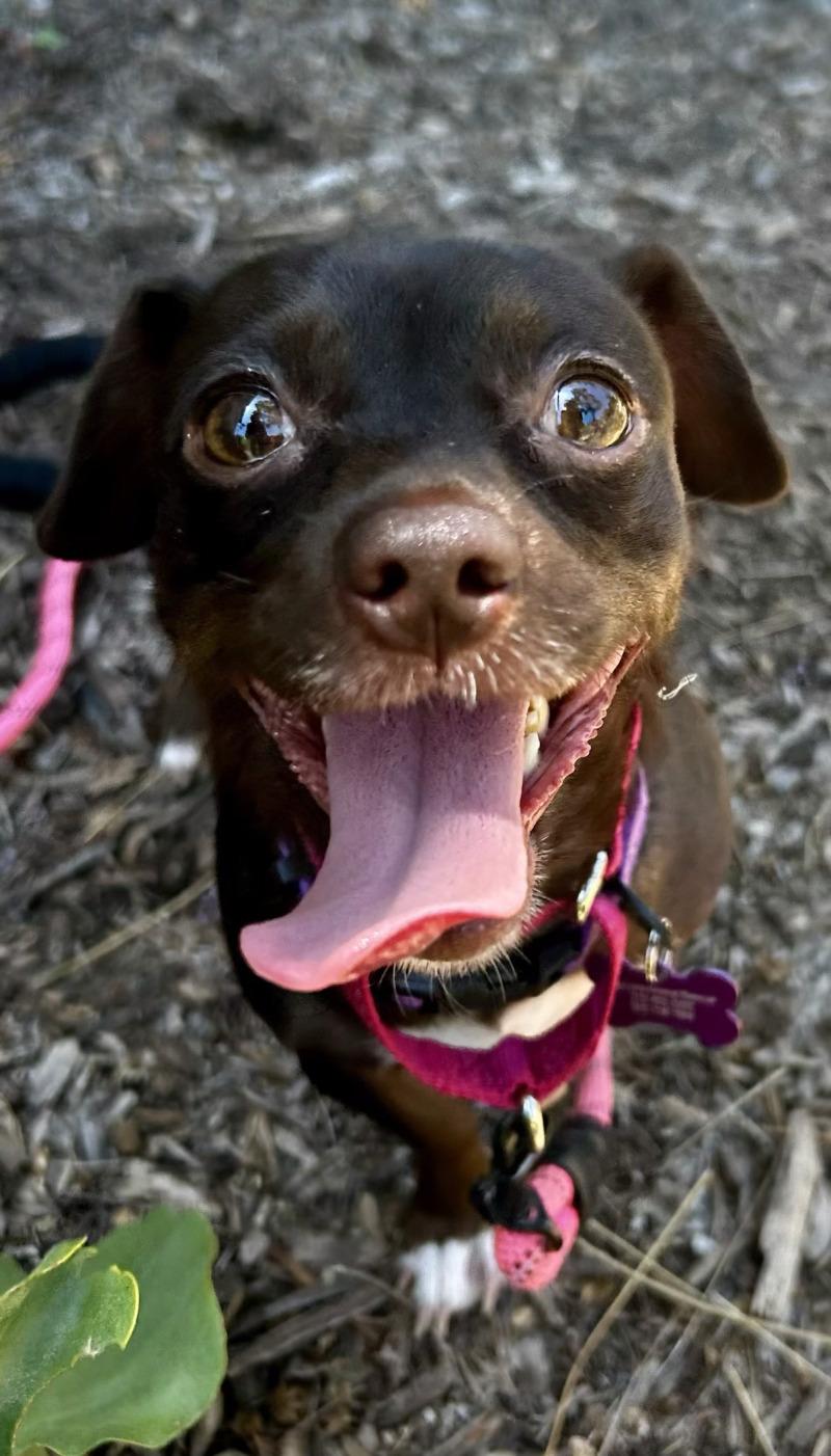 Enlarge Maddie, a Adoptable mixed breed in Valley Village, CA image 2/4