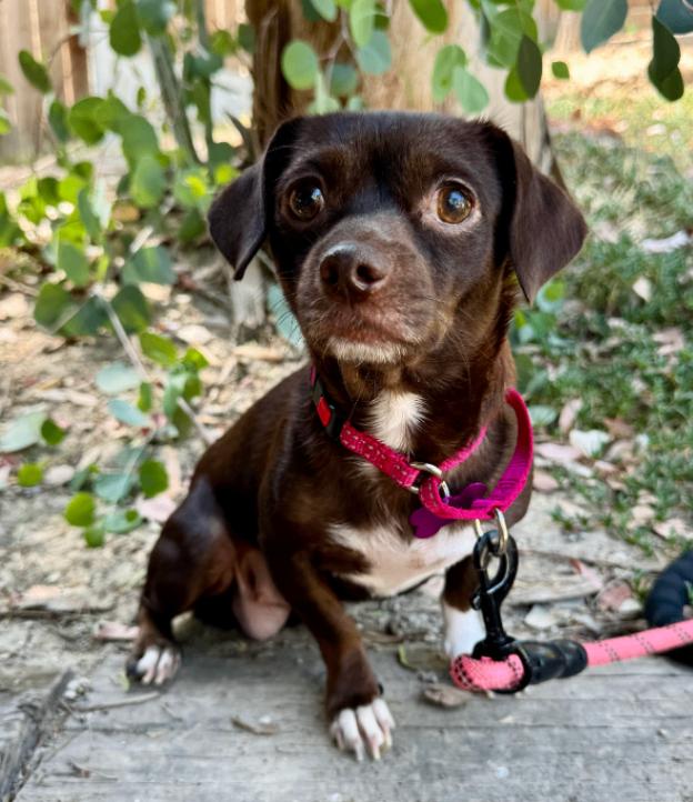 Enlarge Maddie, a Adoptable mixed breed in Valley Village, CA image 2/3