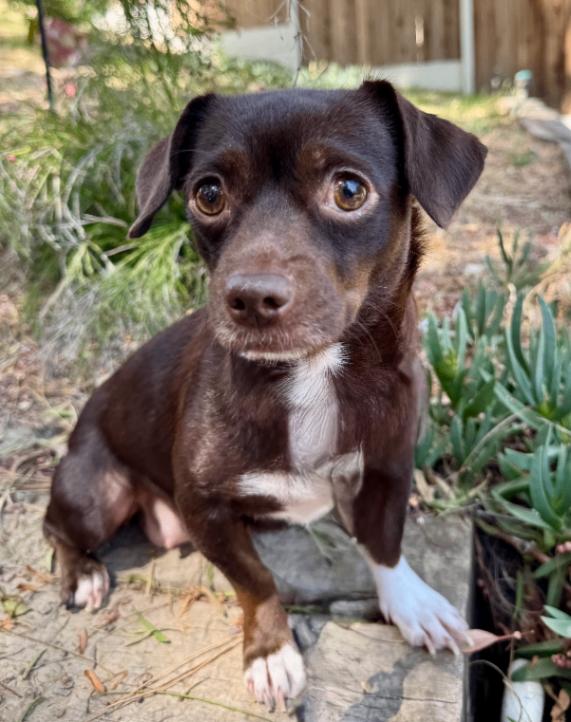 Enlarge Maddie, a Adoptable mixed breed in Valley Village, CA image 3/3