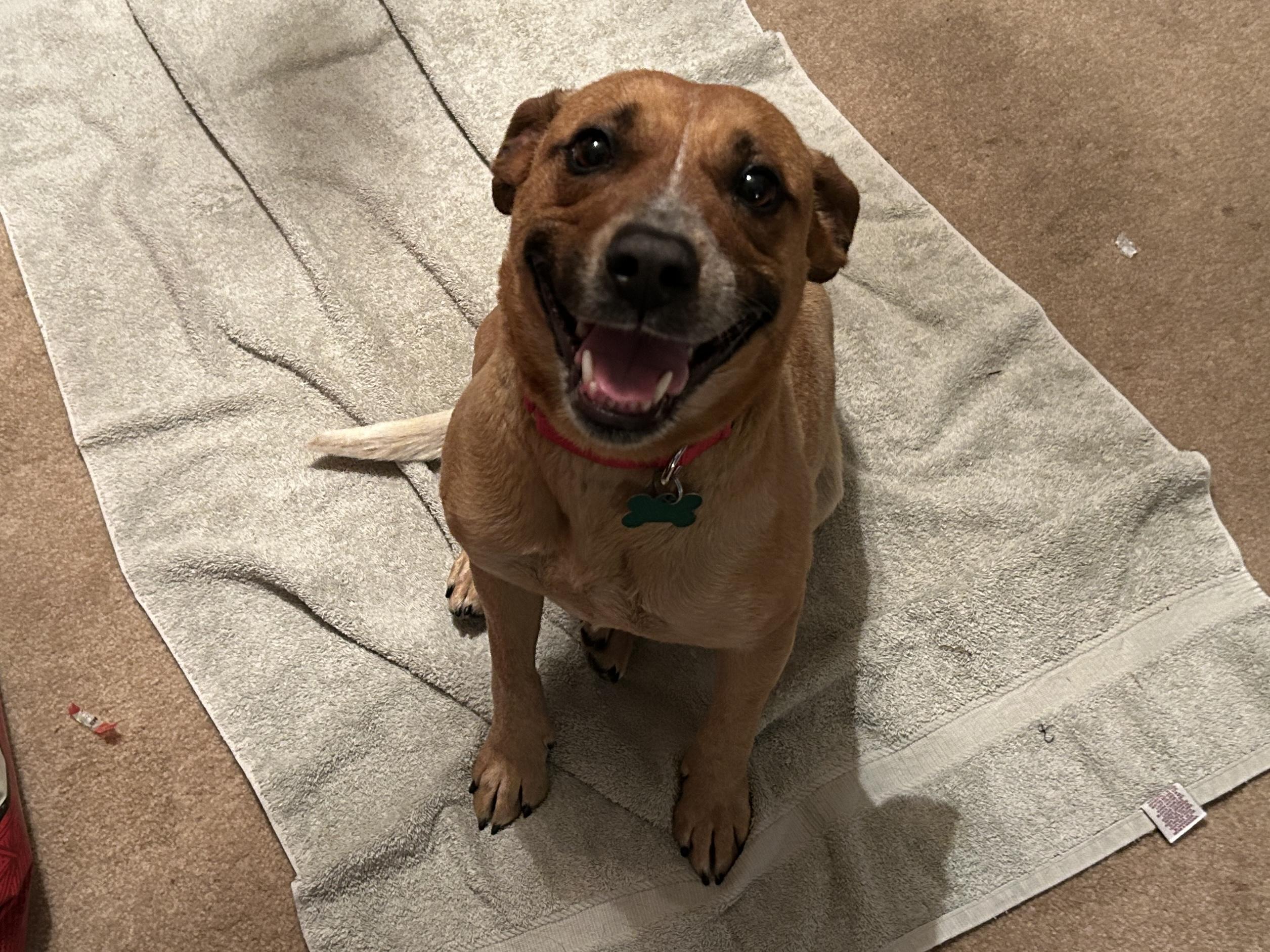 Dori, a ADOPTABLE mixed breed in Aurora, IL image 6/6