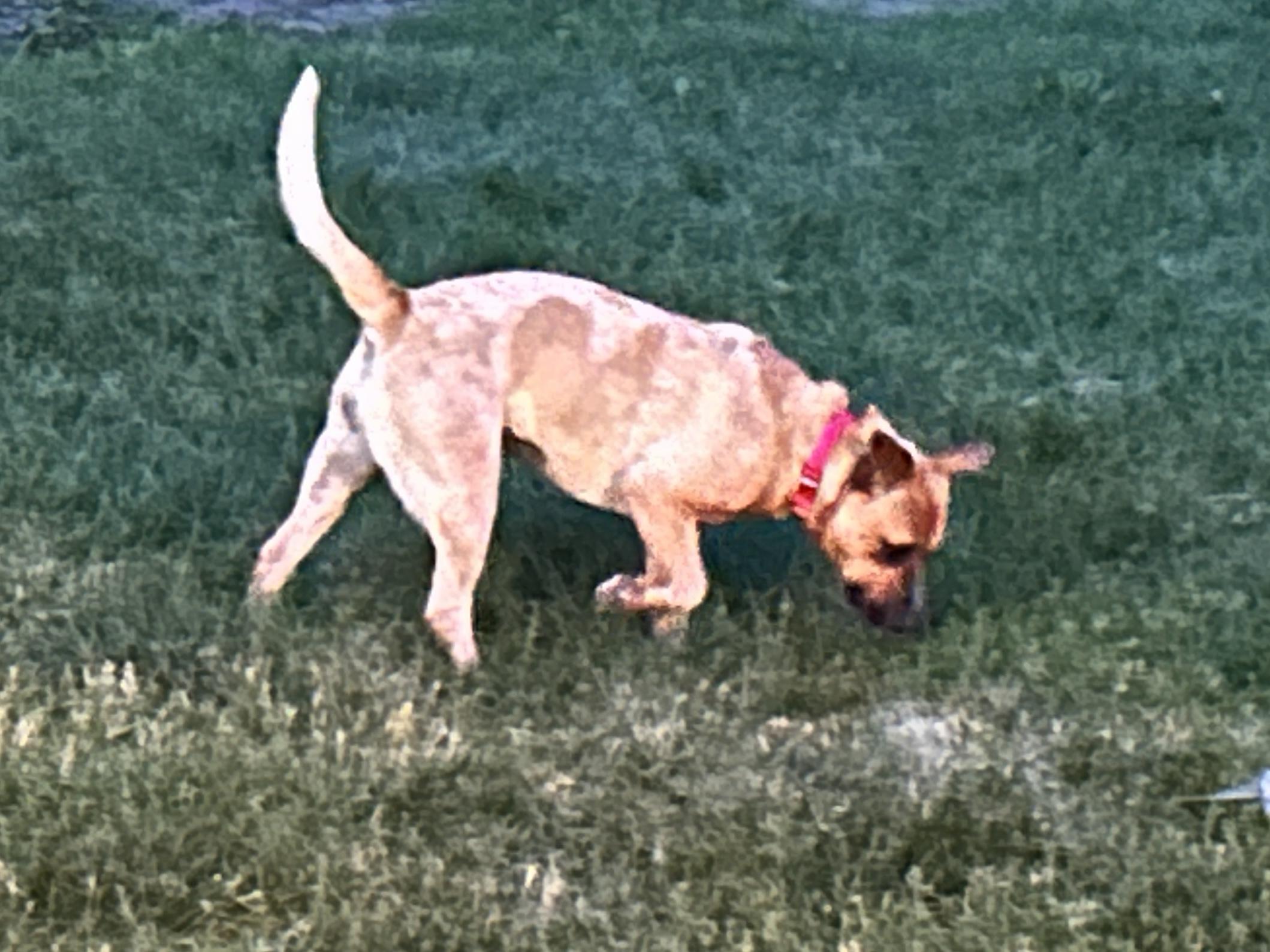 Dori, a ADOPTABLE mixed breed in Aurora, IL image 5/6