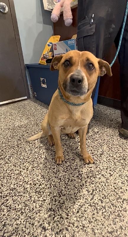 Dori, a ADOPTABLE mixed breed in Aurora, IL image 3/6