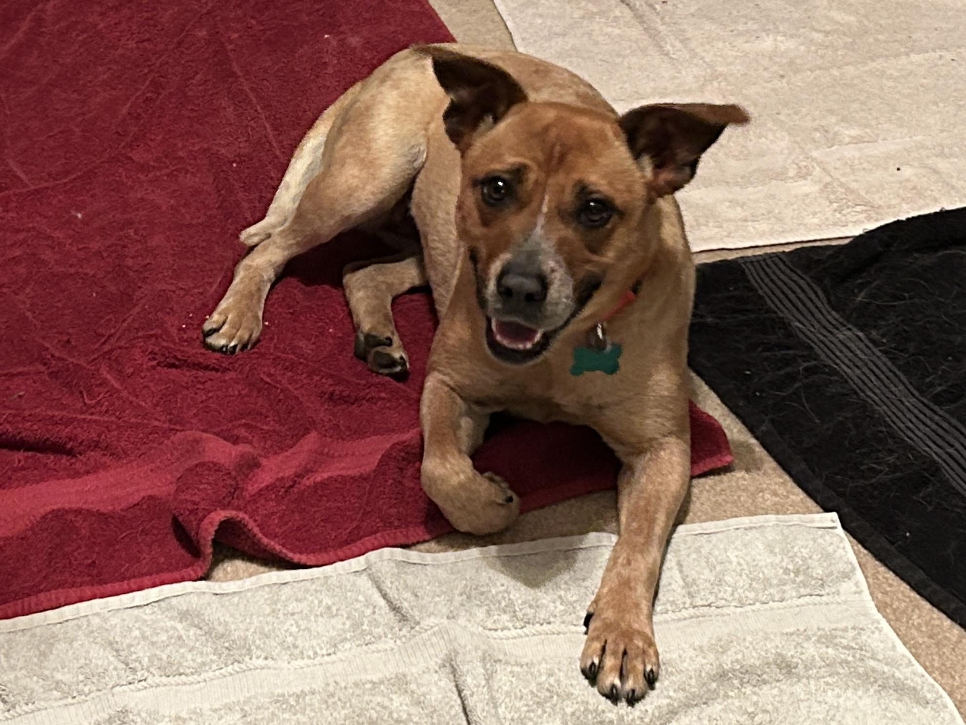Dori, ADOPTABLE, Adult Female Cattle Dog.
