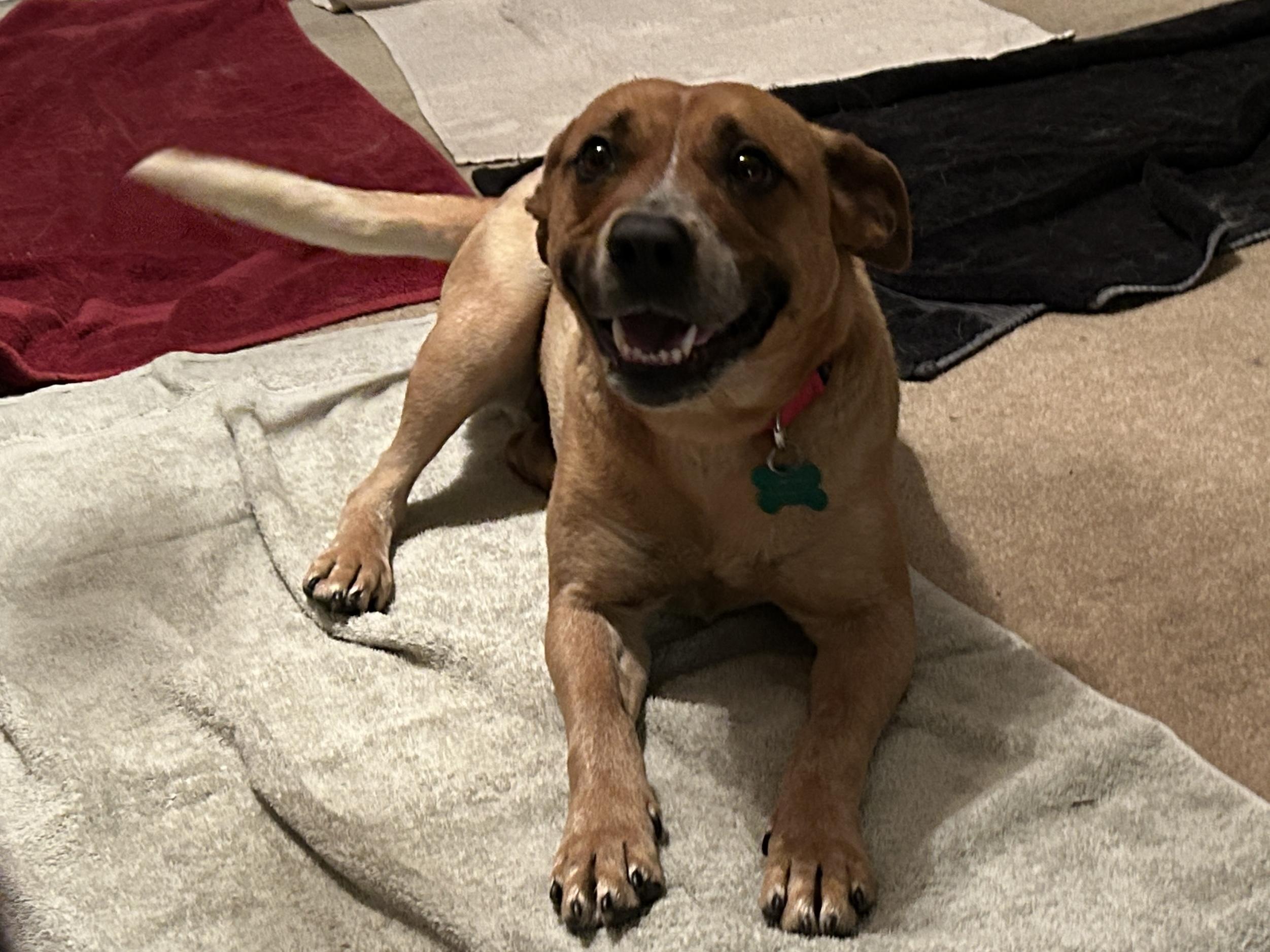 Dori, a ADOPTABLE mixed breed in Aurora, IL image 4/6
