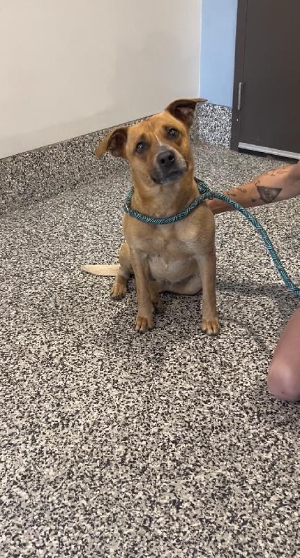 Dori, a ADOPTABLE mixed breed in Aurora, IL image 2/6