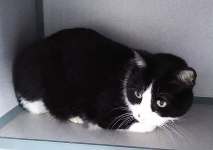 Drei, an adopted Domestic Short Hair Mix in Waupaca, WI_image-1