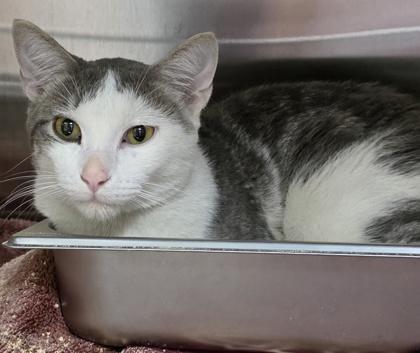 Fredrick, ADOPTABLE, Young Male Domestic Short Hair.